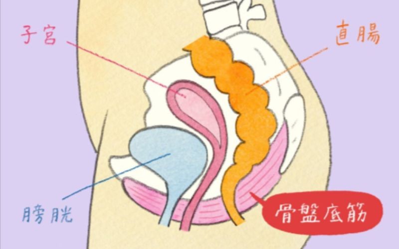 骨盤底筋の場所と構造
